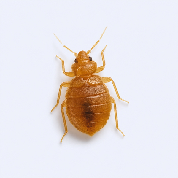 灭臭虫